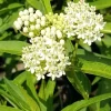 2 White Milkweed Live Plants - Asclepias Perennis - Attract Monarchs - Image 1