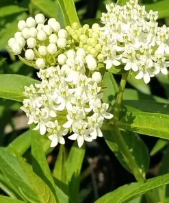 2 White Milkweed Live Plants - Asclepias Perennis - Attract Monarchs - Image 1