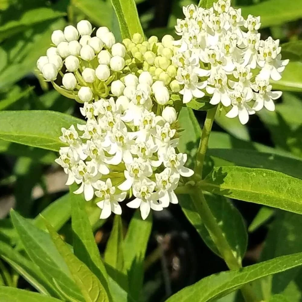 2 White Milkweed Live Plants - Asclepias Perennis - Attract Monarchs - Image 1
