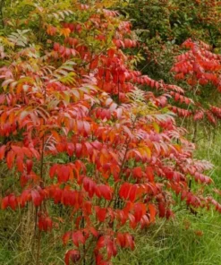 2 Winged Sumac Live Plants - Rhus copallinum 6-12