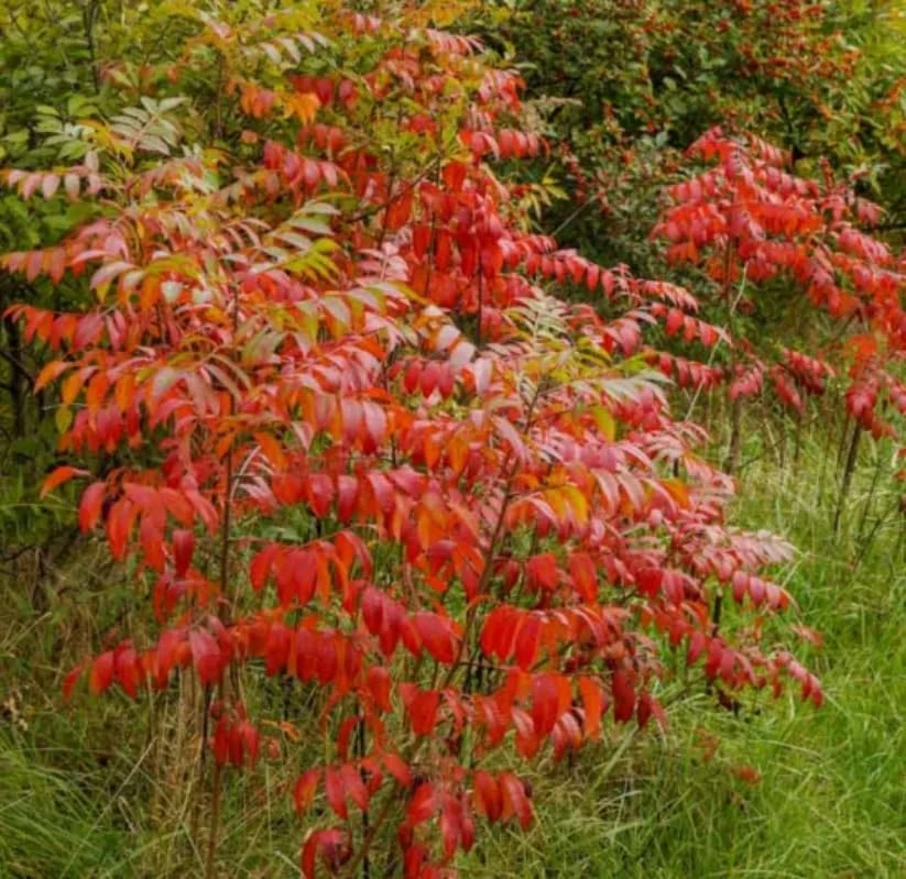 2 Winged Sumac Live Plants - Rhus copallinum 6-12" Tall - Shining Sumac Outdoor - Image 3