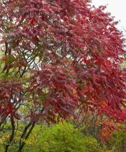 2 Winged Sumac Live Plants - Rhus copallinum 6-12