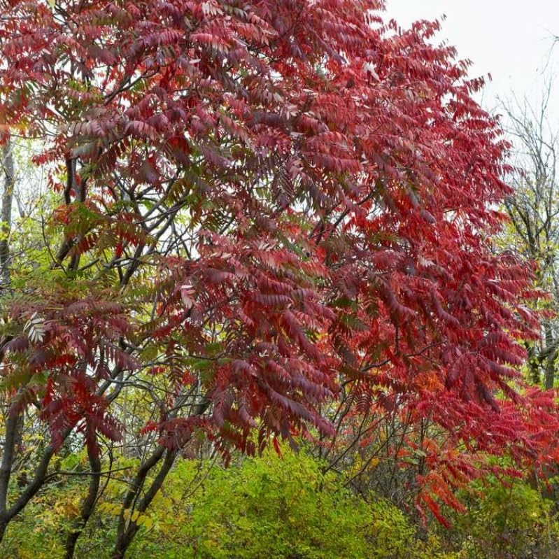 2 Winged Sumac Live Plants - Rhus copallinum 6-12" Tall - Shining Sumac Outdoor - Image 4