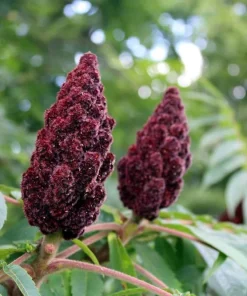 2 Winged Sumac Live Plants - Rhus copallinum 6-12