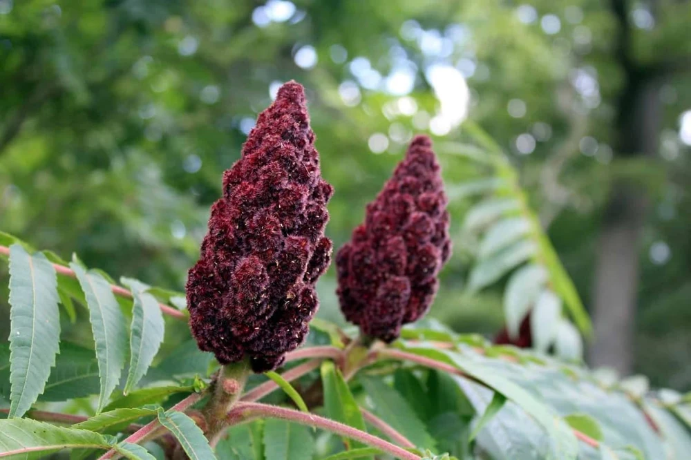 2 Winged Sumac Live Plants - Rhus copallinum 6-12" Tall - Shining Sumac Outdoor - Image 5