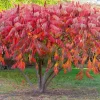 2 Winged Sumac Live Plants - Rhus copallinum 6-12" Tall - Shining Sumac Outdoor - Image 1
