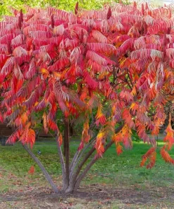 2 Winged Sumac Live Plants - Rhus copallinum 6-12