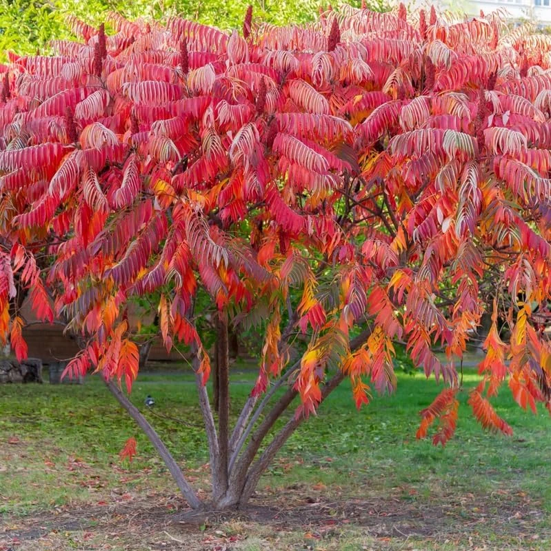 2 Winged Sumac Live Plants - Rhus copallinum 6-12" Tall - Shining Sumac Outdoor - Image 1