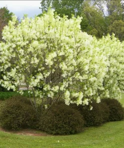 2 Winter Honeysuckle Shrubs - 6-12
