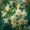2 Winter Honeysuckle Shrubs - 6-12" Tall Live Plants - Fragrant Flowering Bushes - Image 1