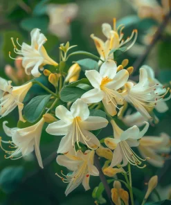 2 Winter Honeysuckle Shrubs - 6-12" Tall Live Plants - Fragrant Flowering Bushes - Image 1