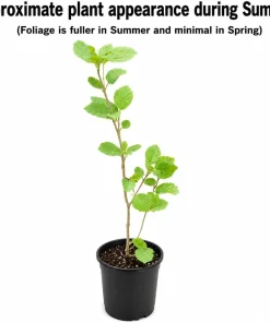 2 Witch Hazel Live Plants - 8-16" Tall American Witchhazel Bushes, 4" Pots - Image 2
