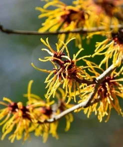 2 Witch Hazel Live Plants - 8-16