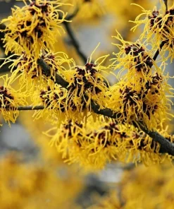 2 Witch Hazel Live Plants - 8-16