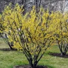 2 Witch Hazel Live Plants - 8-16" Tall American Witchhazel Bushes, 4" Pots - Image 1