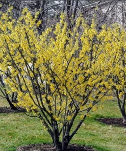 2 Witch Hazel Live Plants - 8-16" Tall American Witchhazel Bushes, 4" Pots - Image 1