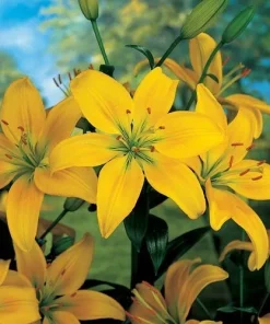 2 Yellow County Asiatic Lily Flower Bulbs - Perennial Outdoor - Image 2