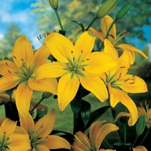 2 Yellow County Asiatic Lily Flower Bulbs - Perennial Outdoor - Image 2