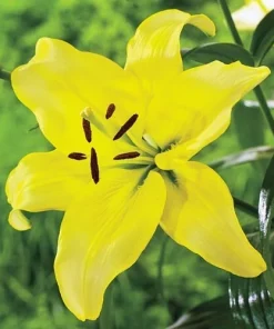 2 Yellow County Asiatic Lily Flower Bulbs - Perennial Outdoor - Image 3