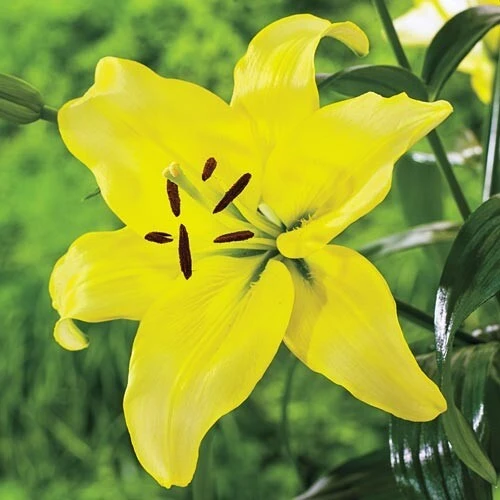 2 Yellow County Asiatic Lily Flower Bulbs - Perennial Outdoor - Image 3