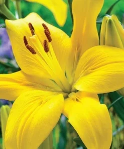 2 Yellow County Asiatic Lily Flower Bulbs - Perennial Outdoor - Image 1