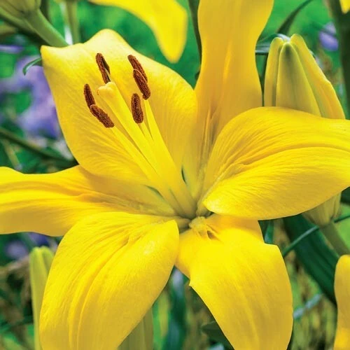 2 Yellow County Asiatic Lily Flower Bulbs - Perennial Outdoor - Image 1