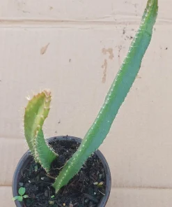 2 Yellow Dragon Fruit Live Plants, Rooted Pitaya Cactus Starter - Image 10