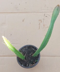 2 Yellow Dragon Fruit Live Plants, Rooted Pitaya Cactus Starter - Image 11