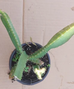 2 Yellow Dragon Fruit Live Plants, Rooted Pitaya Cactus Starter - Image 12