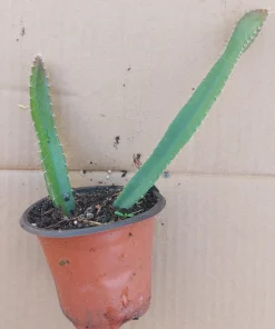 2 Yellow Dragon Fruit Live Plants, Rooted Pitaya Cactus Starter - Image 13