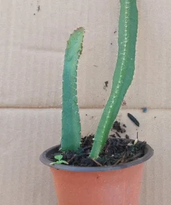 2 Yellow Dragon Fruit Live Plants, Rooted Pitaya Cactus Starter - Image 2
