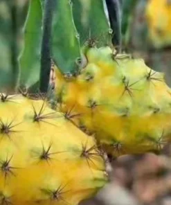 2 Yellow Dragon Fruit Live Plants, Rooted Pitaya Cactus Starter - Image 3