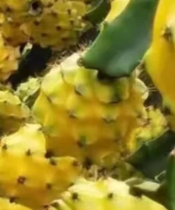 2 Yellow Dragon Fruit Live Plants, Rooted Pitaya Cactus Starter - Image 4