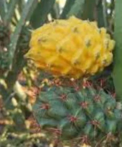 2 Yellow Dragon Fruit Live Plants, Rooted Pitaya Cactus Starter - Image 5