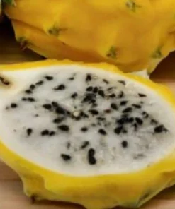 2 Yellow Dragon Fruit Live Plants, Rooted Pitaya Cactus Starter - Image 6