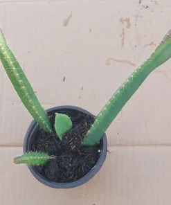 2 Yellow Dragon Fruit Live Plants, Rooted Pitaya Cactus Starter - Image 7