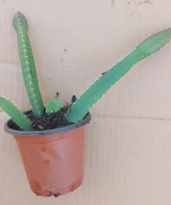 2 Yellow Dragon Fruit Live Plants, Rooted Pitaya Cactus Starter - Image 8