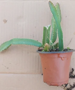 2 Yellow Dragon Fruit Live Plants, Rooted Pitaya Cactus Starter - Image 9