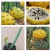 2 Yellow Dragon Fruit Live Plants, Rooted Pitaya Cactus Starter - Image 1