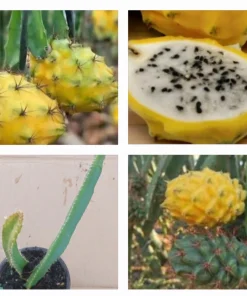 2 Yellow Dragon Fruit Live Plants, Rooted Pitaya Cactus Starter - Image 1