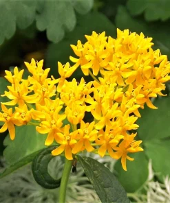 2 Yellow Milkweed Live Plants - 5-9 inches tall - Butterfly Host Plant - Image 2