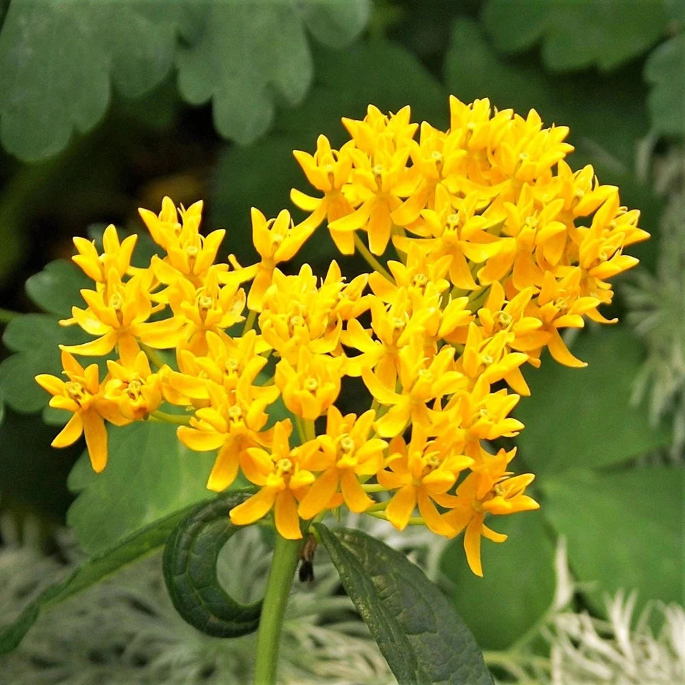 2 Yellow Milkweed Live Plants - 5-9 inches tall - Butterfly Host Plant - Image 2
