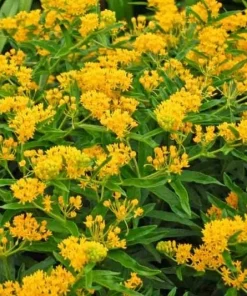 2 Yellow Milkweed Live Plants - 5-9 inches tall - Butterfly Host Plant - Image 3