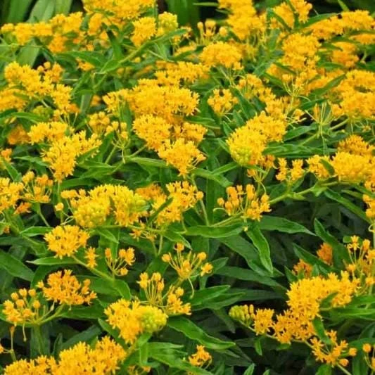 2 Yellow Milkweed Live Plants - 5-9 inches tall - Butterfly Host Plant - Image 3