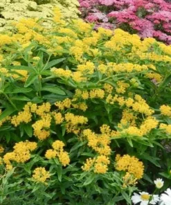 2 Yellow Milkweed Live Plants - 5-9 inches tall - Butterfly Host Plant - Image 4