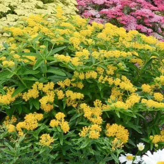 2 Yellow Milkweed Live Plants - 5-9 inches tall - Butterfly Host Plant - Image 4