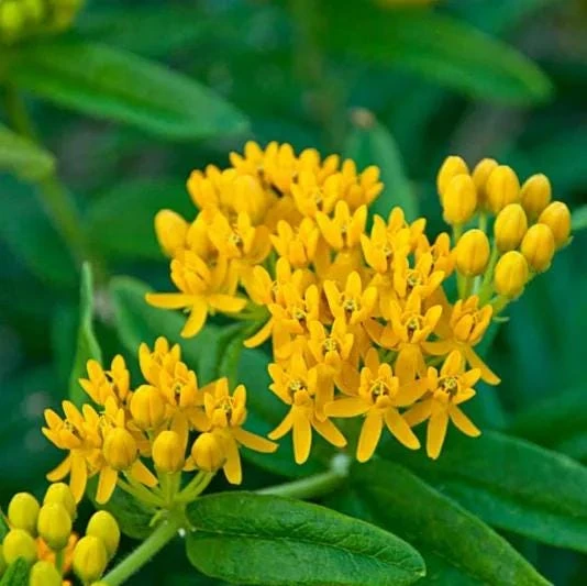 2 Yellow Milkweed Live Plants - 5-9 inches tall - Butterfly Host Plant - Image 5