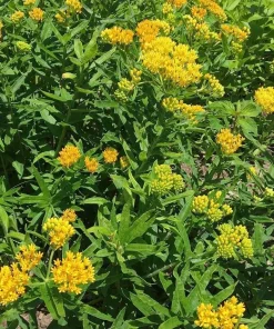 2 Yellow Milkweed Live Plants - 5-9 inches tall - Butterfly Host Plant - Image 6