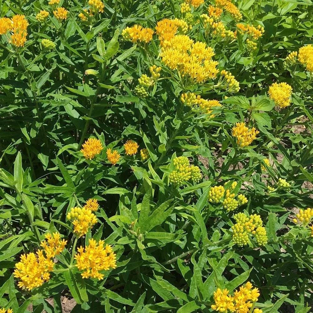 2 Yellow Milkweed Live Plants - 5-9 inches tall - Butterfly Host Plant - Image 6