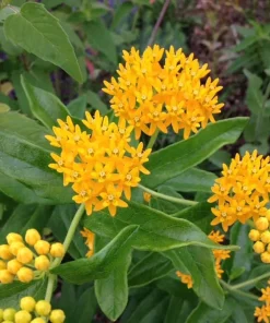 2 Yellow Milkweed Live Plants - 5-9 inches tall - Butterfly Host Plant - Image 7